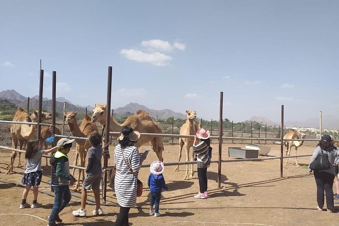 Camel experience in Hatta